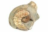 Two Fossil Ammonites (Hoploscaphites & Jeletzkytes) - South Dakota #189354-2